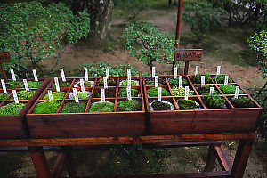 Boxes Of Moss